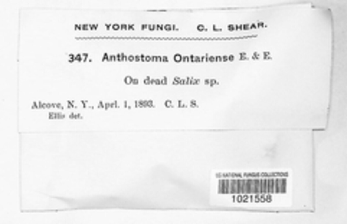 Eutypa ontariensis image